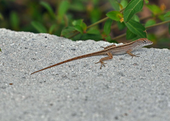 Lizard on Stone