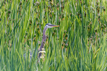 Great Blue Heron standing in the lake