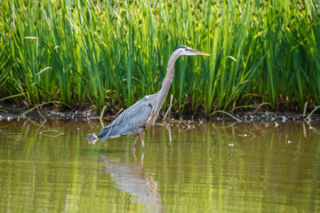 Great Blue Heron standing in the lake