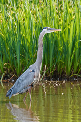 Great Blue Heron standing in the lake