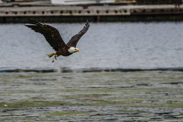 Bald Eagle