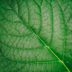 Creative green leaves background.