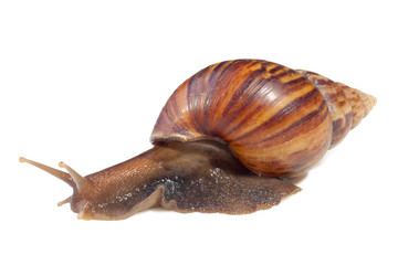 A Garden Snail (Cornu aspersum) hiding in shell isolated on a white background with clipping path.