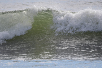 Surfi at First Beach