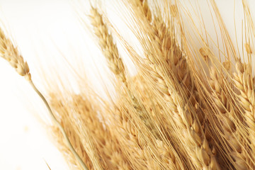 Close up of cereal grain whole rolled oats