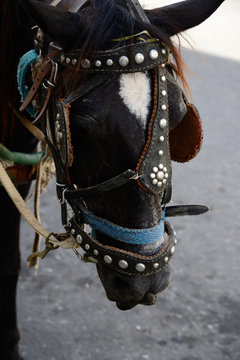 Horse in Old Havana