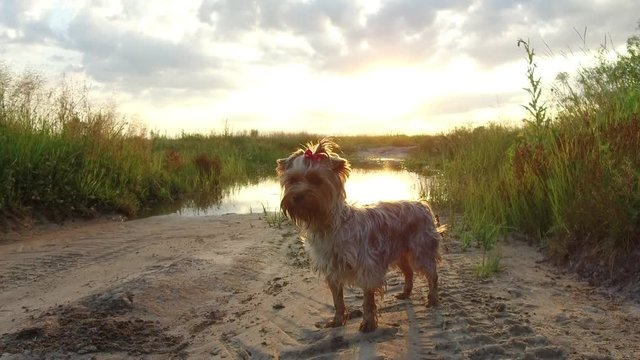 Yorkshire Terrier pet Dog at sunset by the lake in the nature steadicam shot motion video