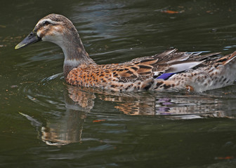 Female Mallard