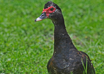 Muscovy Duck