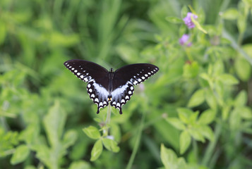 Butterfly in Indiana field