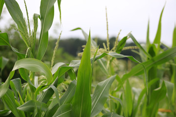 Fototapeta premium Corn growing in the garden in Indiana