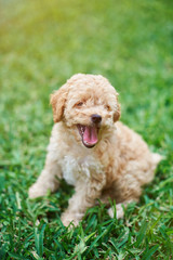 Happy poodle puppy