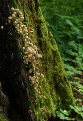 little nice mushrooms