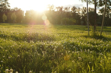 sunny lea