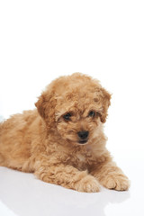 Cute brown poodle puppy