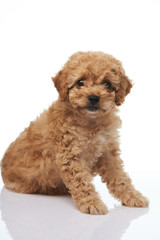 Portrait of cute brown puppy poodle