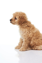Profile portrait of cute poodle puppy
