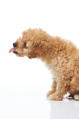 Licking small poodle puppy