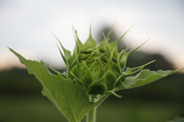 Sunflower in an Indiana farm garden 