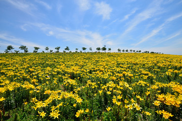 黄色い花咲く丘
