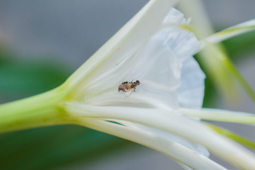 Little spider holding meal on flower