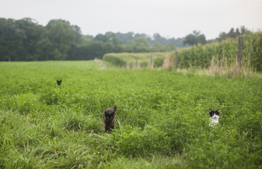 Fototapeta na wymiar Feral kittens in a field in rural Indiana