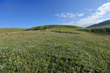 Fototapeta na wymiar beautiful small flowers and green grass on summer mountains under blue sky landscape