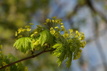 green maple in spring 