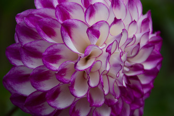 On the Fringe of Dahlia