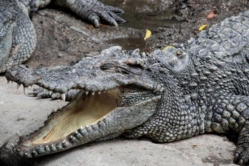 Crocodile hunter sleeping on land.