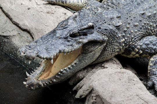 Crocodile hunter sleeping on land.