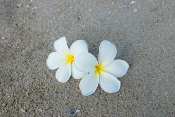 Fototapeta na wymiar White Plumeria or frangipani flower on the beach.