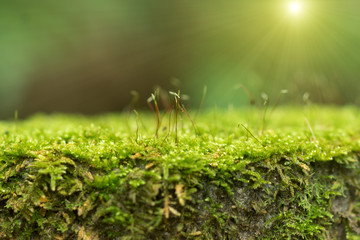 Green moss in the forest.