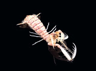 Hunter animal,giant mantis shrimp 