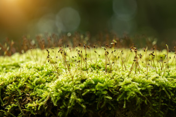 Green moss in the forest.