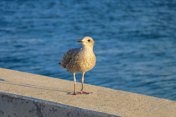 Photo of a Seagull, taken in Izmir, Turkey.