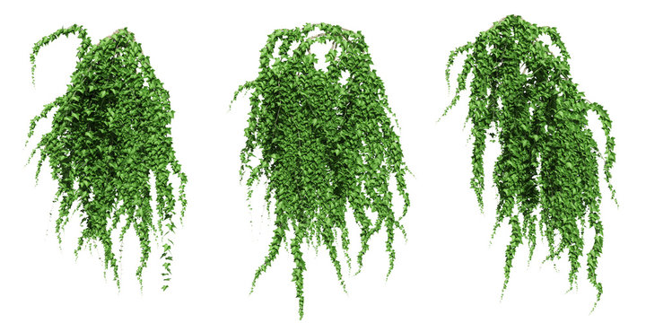 ivy leaves isolated on a white background.
Green ivy plant isolated.