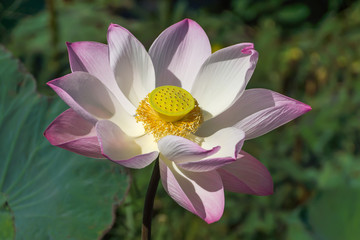 Pink and white  lotus flower blooming in the nature.