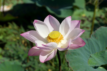 Fototapeta premium Pink and white lotus flower blooming in the nature.