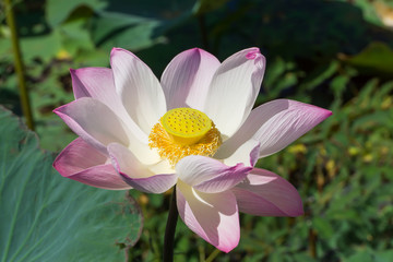 Pink and white  lotus flower blooming in the nature.