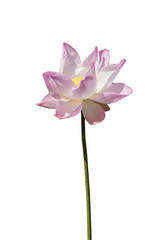 Pink and white  lotus flower blooming in the nature.