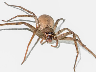 Brown Spider are pregnant on the wall.