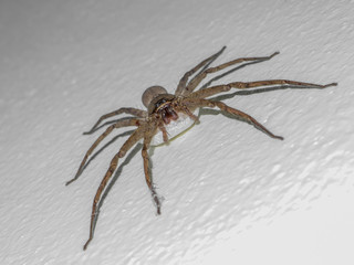 Brown spider and Spider eggs on the wall.