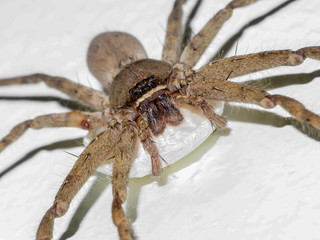 Brown spider and Spider eggs on the wall.
