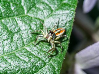 Elegent jumping spider on green leaves.