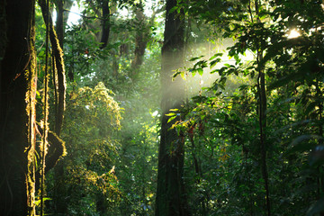 Sun rays deep in the rain forest