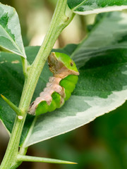 Green Butterfly Chrysalis.