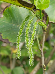 Green Mulberry fruit.