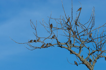 Birds on dried twigs with blue sky.