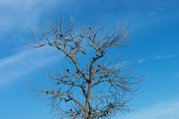 Fototapeta na wymiar Birds on dried twigs with blue sky.